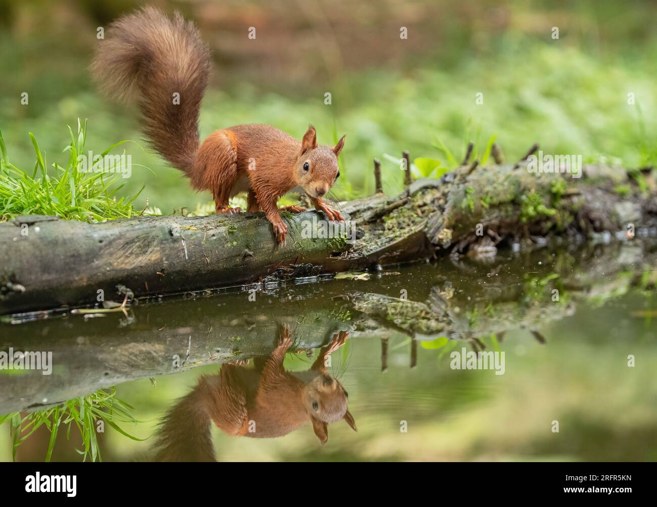 A cheeky Red Squirrel (Sciuris vulgaris) Going for a drink on a log above the water . A mirror image reflection in the water below. Yorkshire, UK Stock Photo