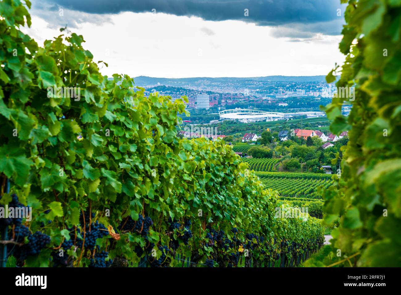 Germany, Stuttgart city houses, stadium behind green vine plants with ...