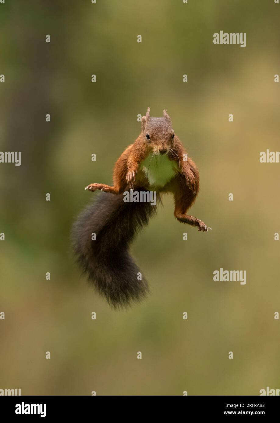 A unique shot of jumping Red Squirrel (Sciuris vulgaris), flying through the air with paws and bushy tail outstretched. Clear background Yorkshire, UK Stock Photo