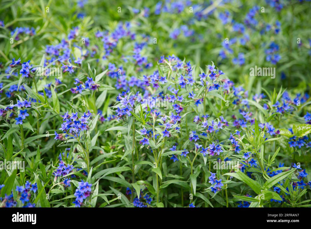 Blue spring flowers of lithodora in the old botanic garden Kiel, Germany Stock Photo