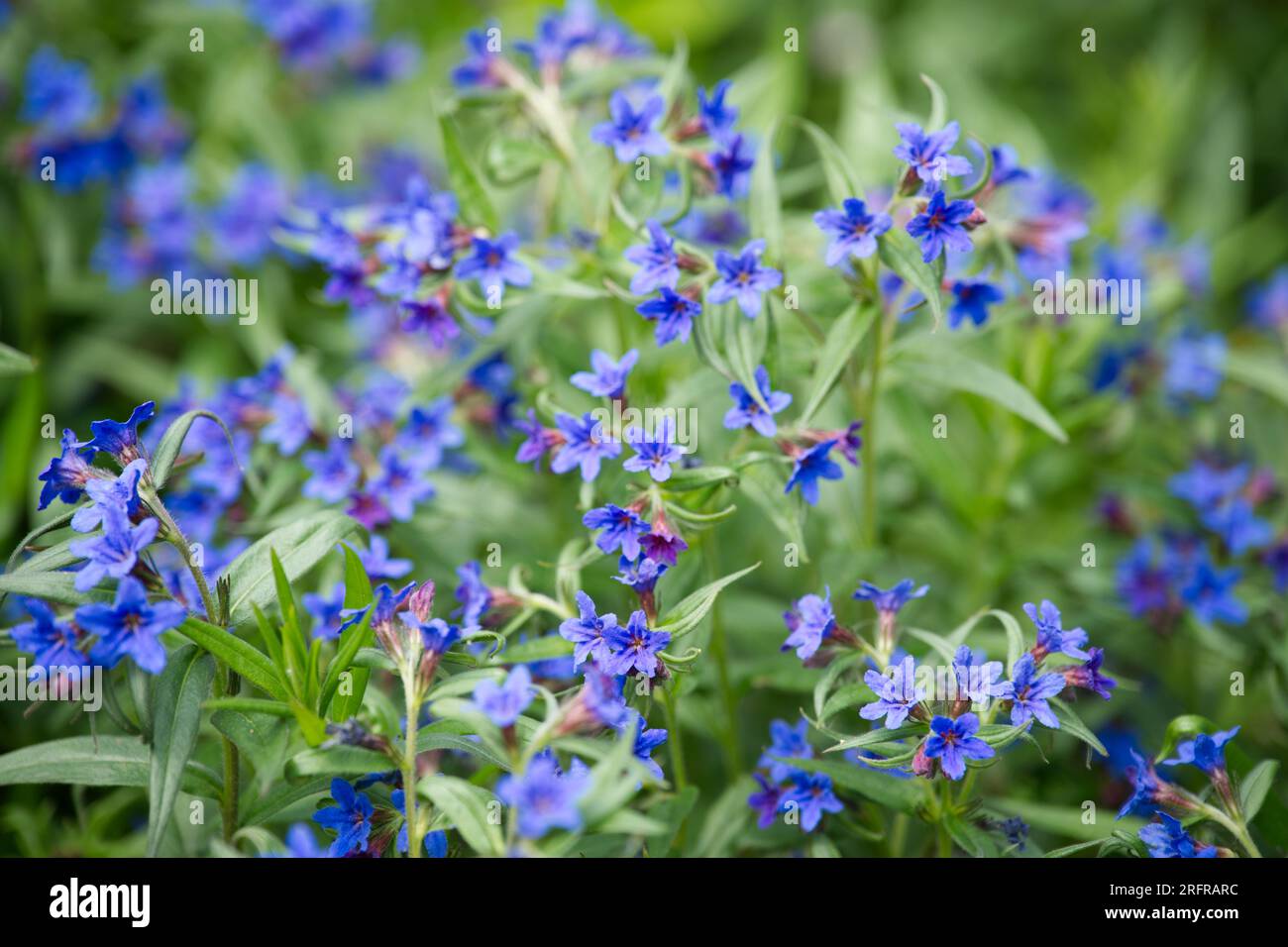 Blue spring flowers of lithodora in the old botanic garden Kiel, Germany Stock Photo