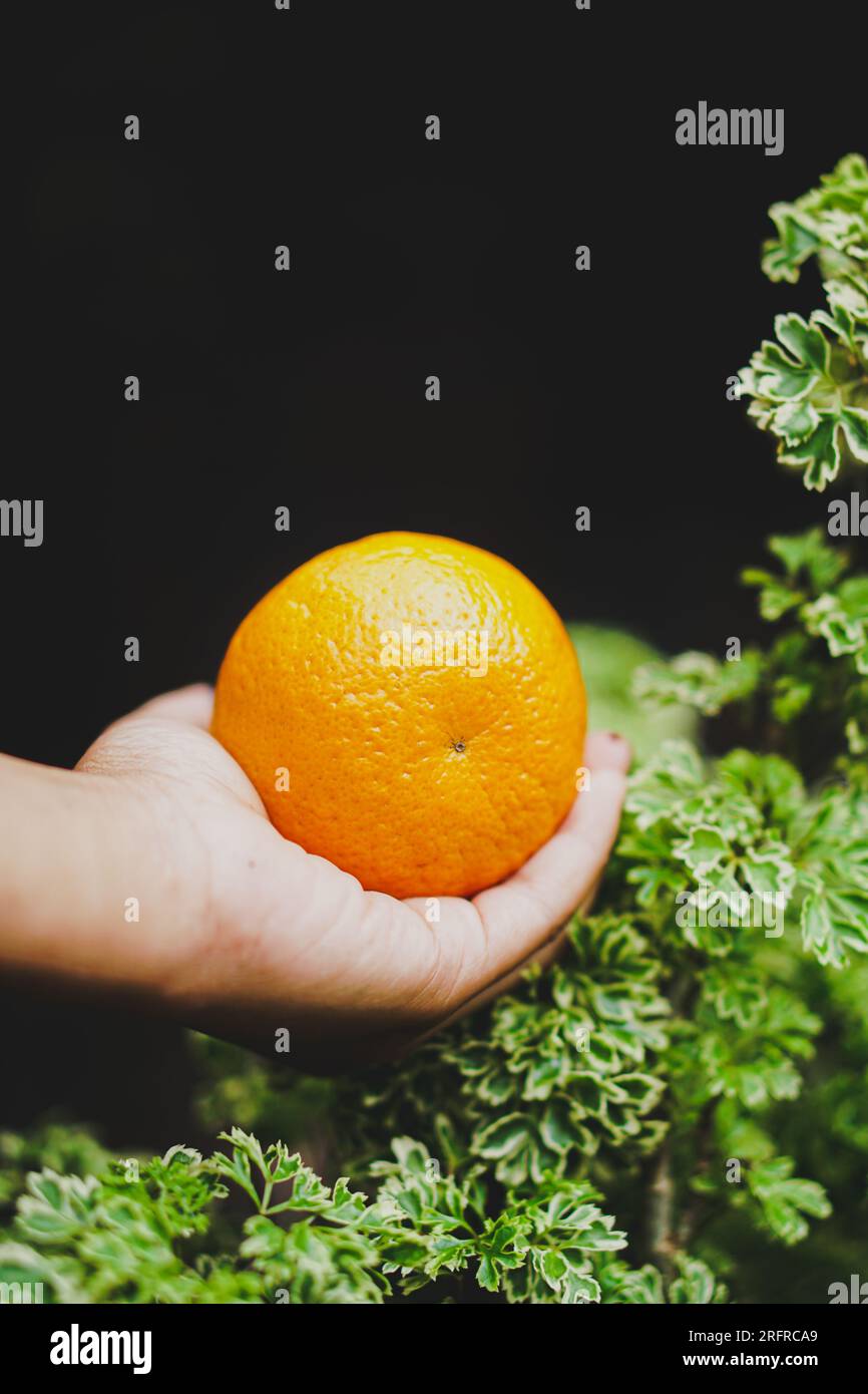 Mandarin orange garden hi-res stock photography and images - Alamy