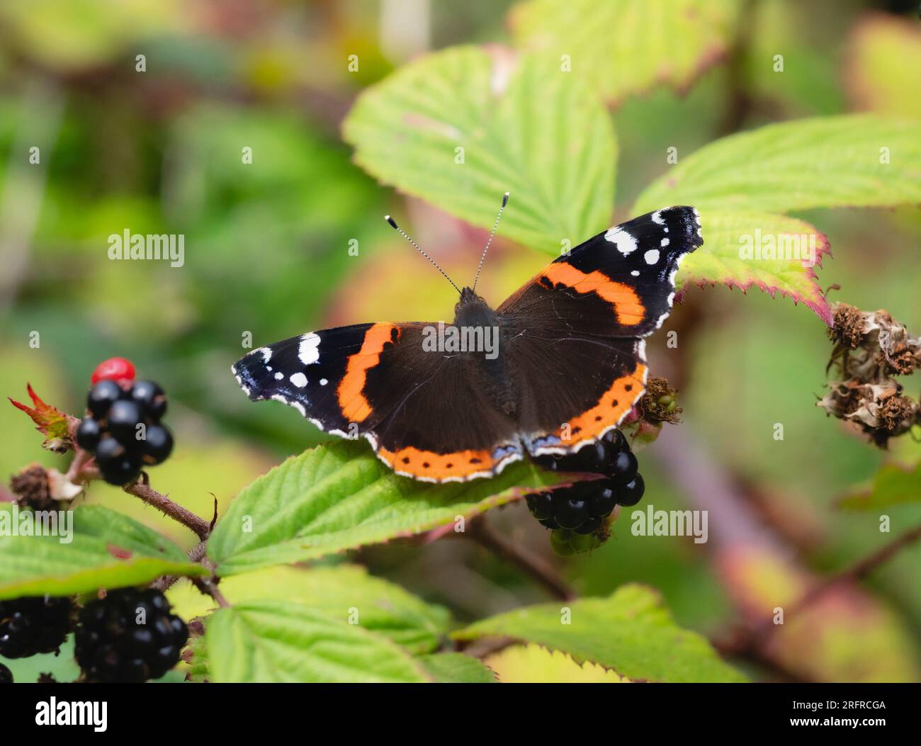 Red Admiral butterfly, Vanessa atalanta, basks with outstretched wings in a UK hedgerow Stock Photo