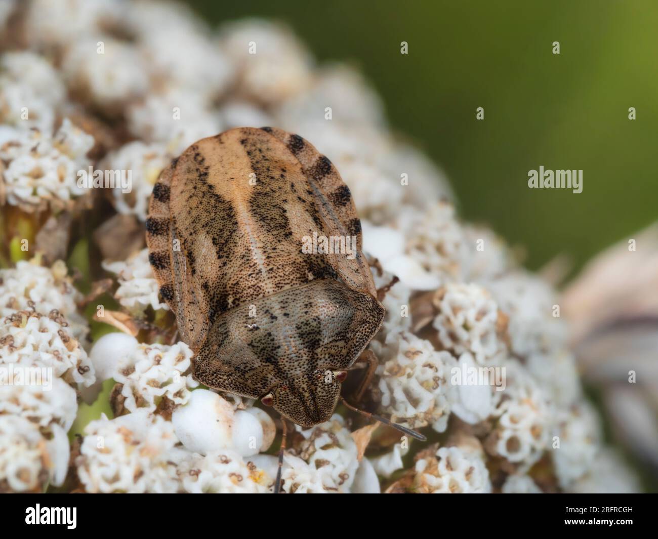 UK tortoise shield bug, Eurygaster testudinaria, on the umbel of yarrow, Achillea millefolium Stock Photo
