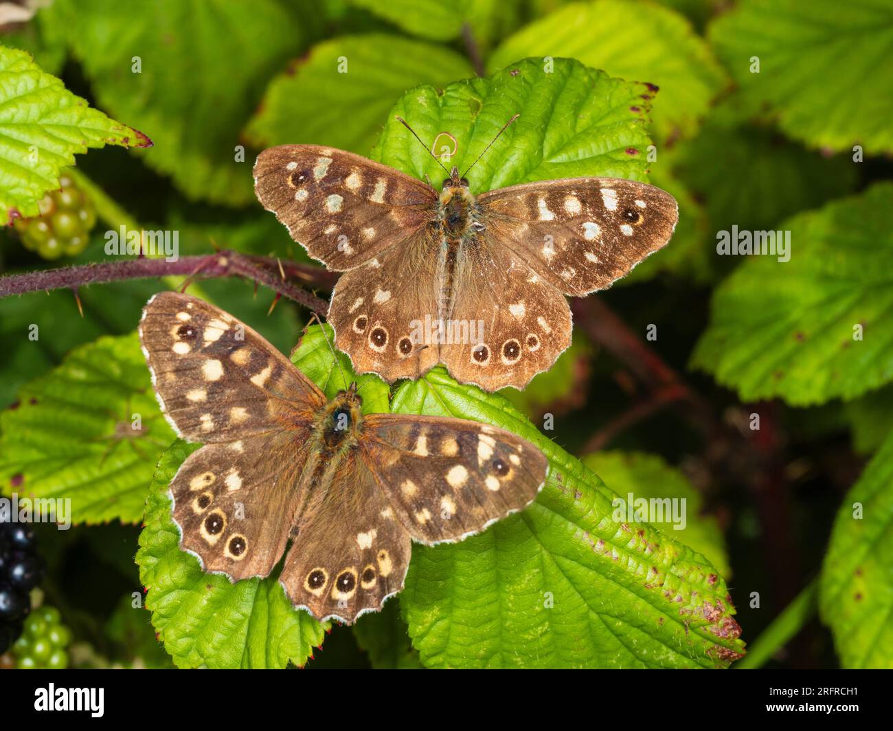 Two speckled wood butterflies, Pararge aegeria, resting with wings spread in a Plymouth, UK hedgerow Stock Photo