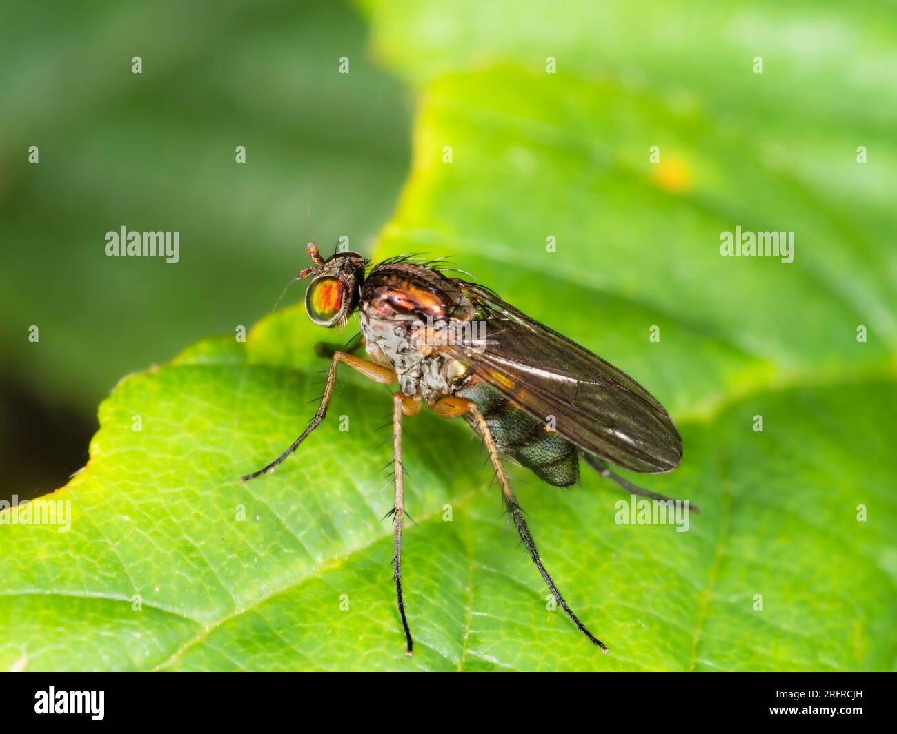 Reflective, iridescent body of the small long-legged fly, Dolichopus griseipennis, on foliage in a Plymouth, UK hedgerow Stock Photo