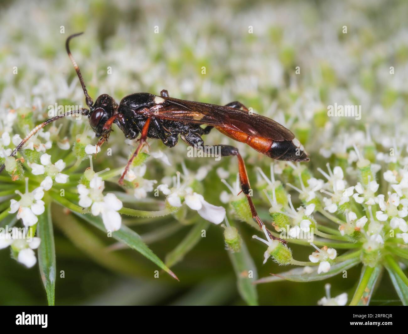 Colourful parasitic wasp, Ichneumon suspiciosus, feeding on wild carrot, Daucus carota, in a Plymouth, UK meadow Stock Photo