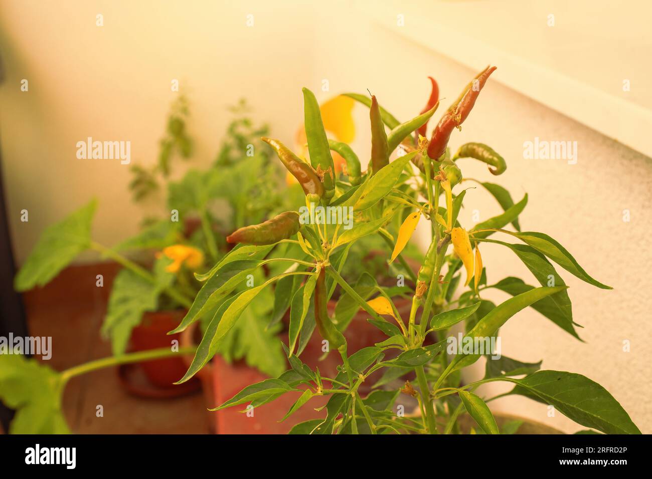 Chillies growing on balcony hi-res stock photography and images - Alamy
