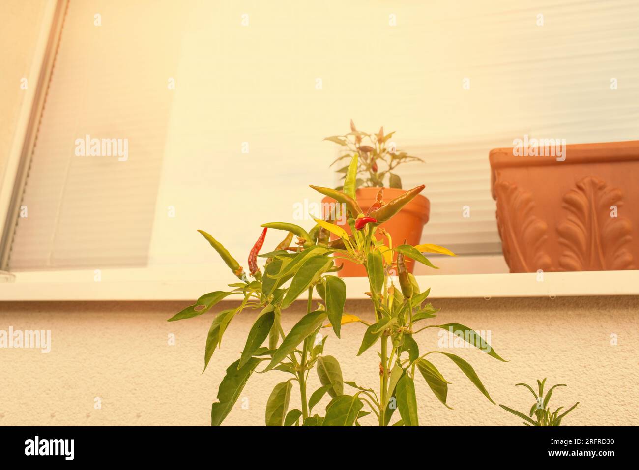 Chillies growing on balcony hi-res stock photography and images - Alamy