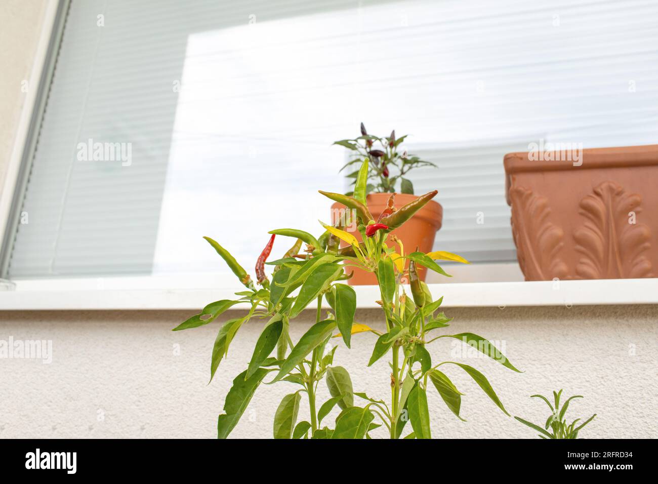 Chillies growing on balcony hi-res stock photography and images - Alamy