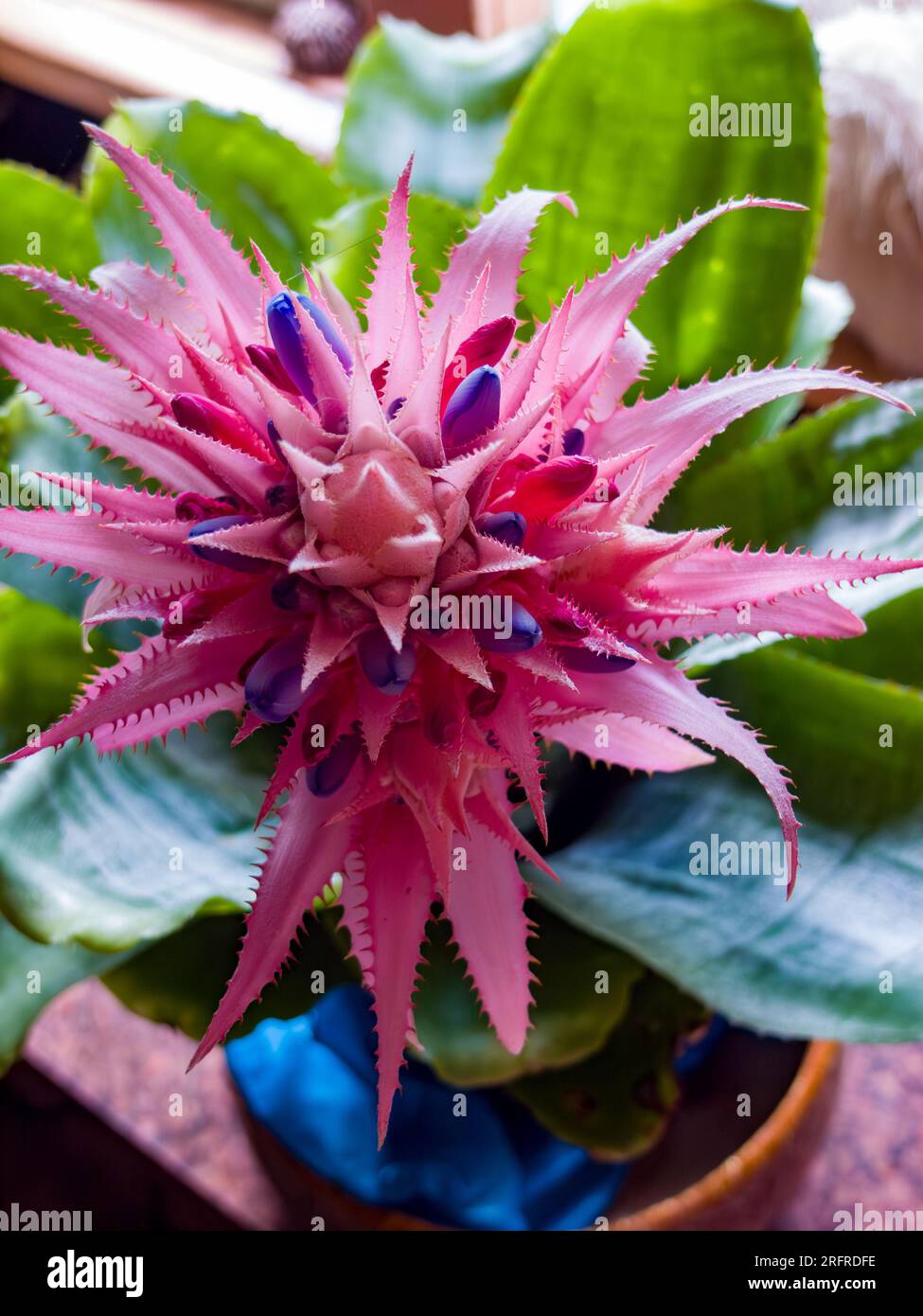 Aechmea fasciata,, Silver Vase, Bromeliad, cultivar, Malanda, Australia. Stock Photo