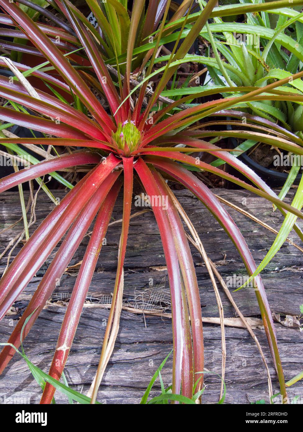 Bromeliad with thin red leaves, cultivated, Malanda, Australia. Stock Photo
