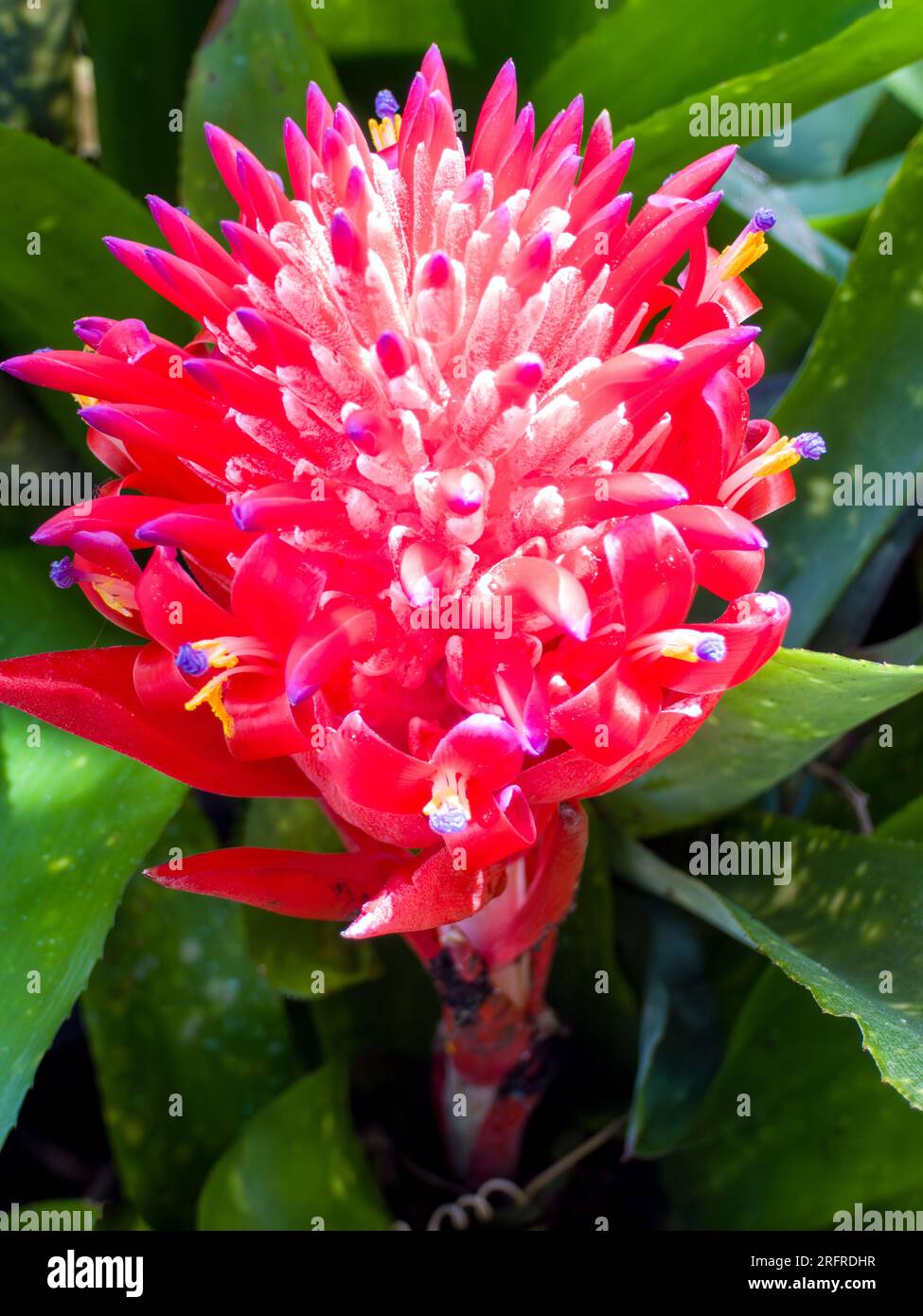 Billbergia pyramidalis flower, bromeliad, cultivated, Malanda, Australia. Stock Photo