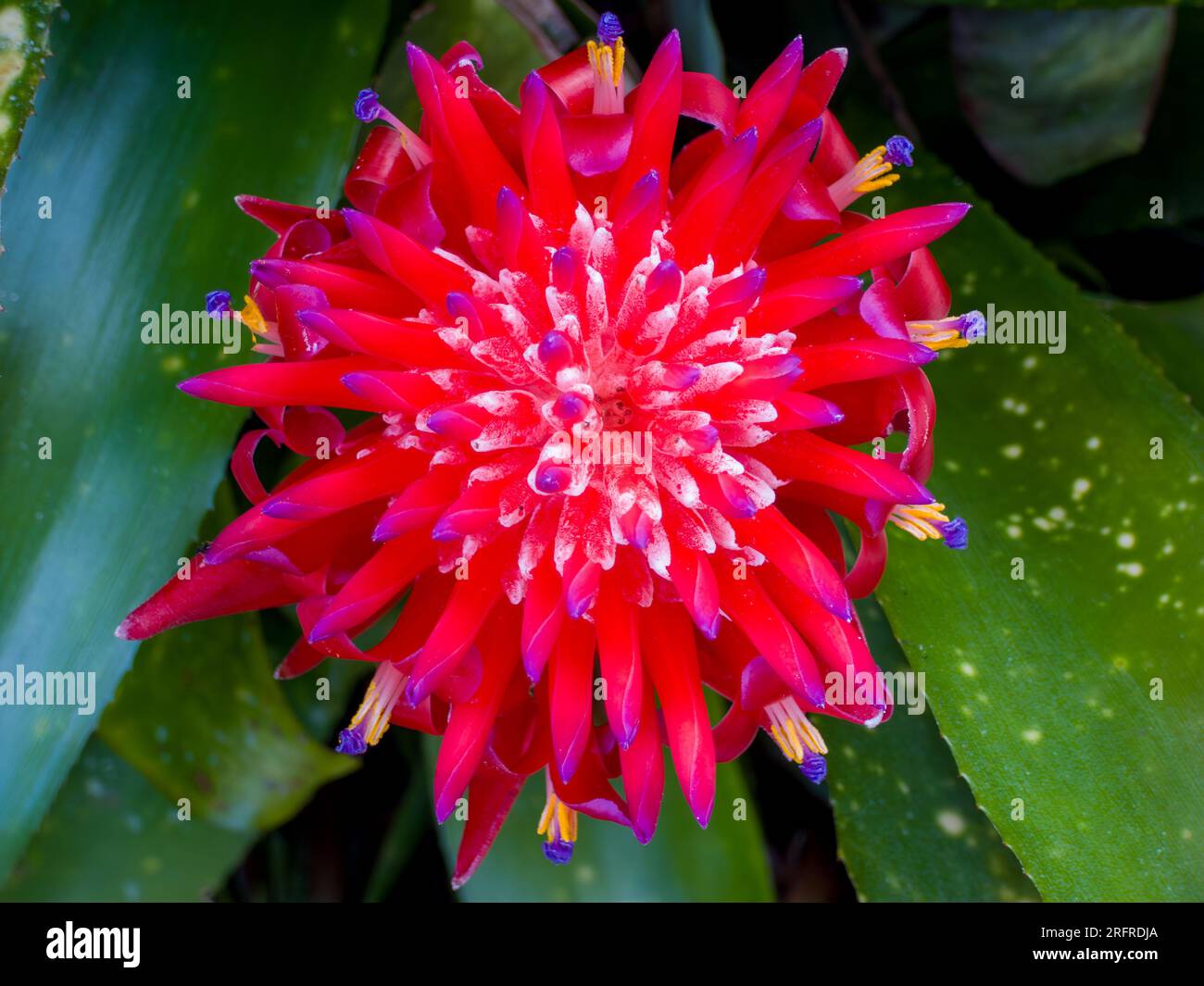 Billbergia pyramidalis flower, bromeliad, cultivated, Malanda, Australia. Stock Photo