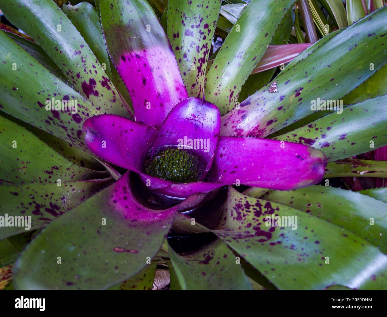 Neoregelia with Purple/Pink centre, cultivated, Malanda, Australia. Stock Photo
