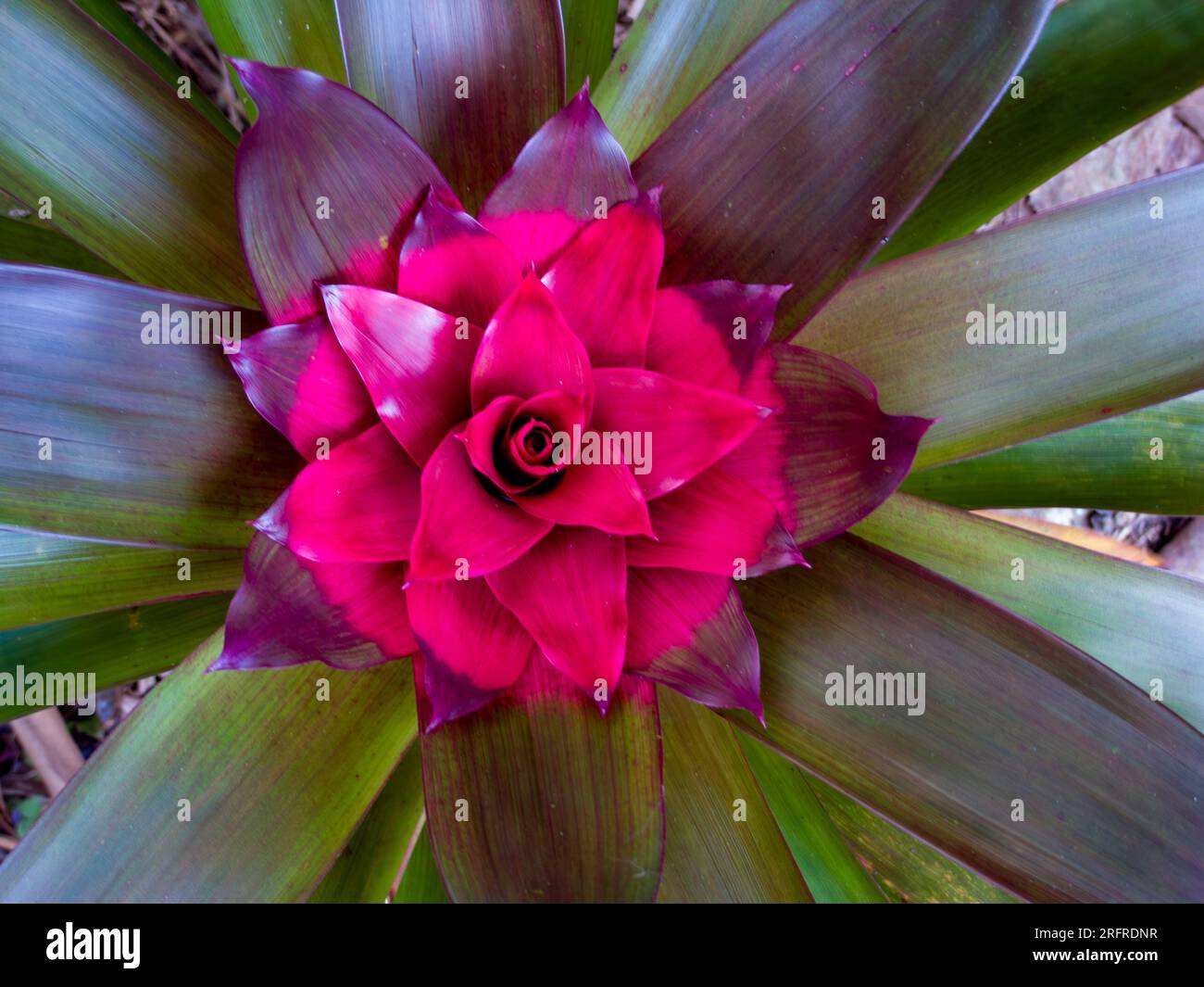 Guzmania, Bromeliad, Red Inflorescence, cultivated, Malanda, Australia. Stock Photo