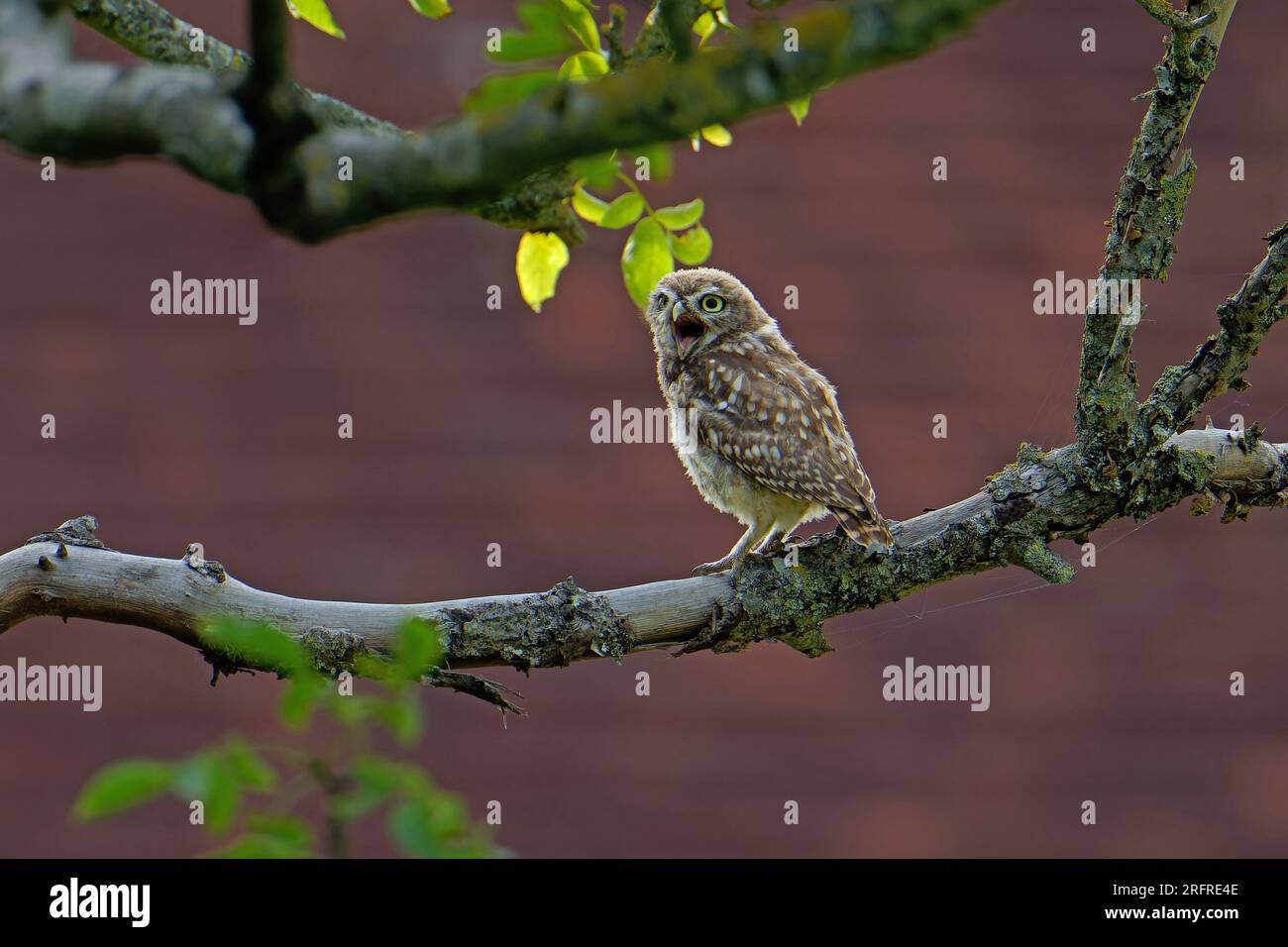 Little Owl-Athene noctua calling. Uk Stock Photo