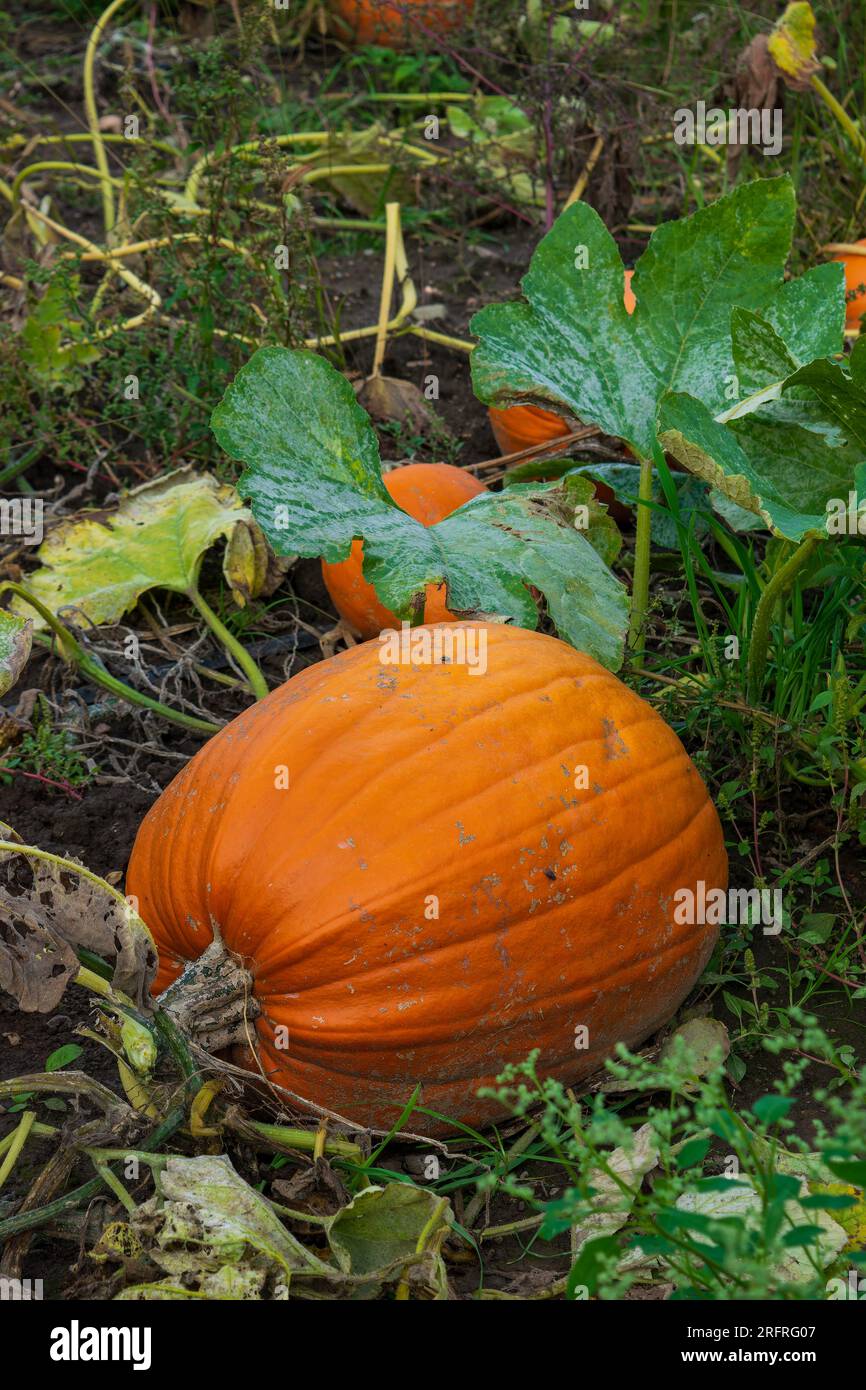 Single pumpkin growing in the vegetable garden ready to be harvested ...