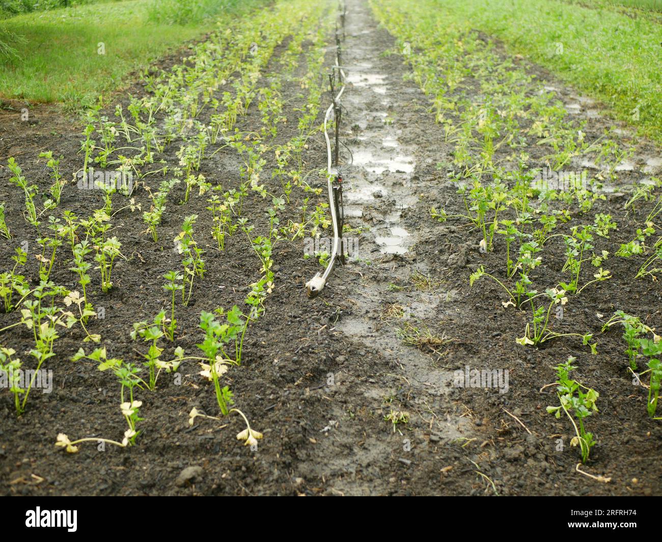 Celeriac field celery irrigation water bio growing greenhouse seedling
