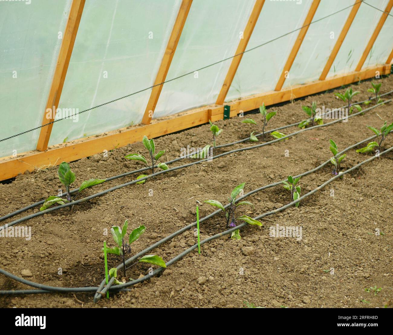 Eggplant seedling plant hires stock photography and images Alamy