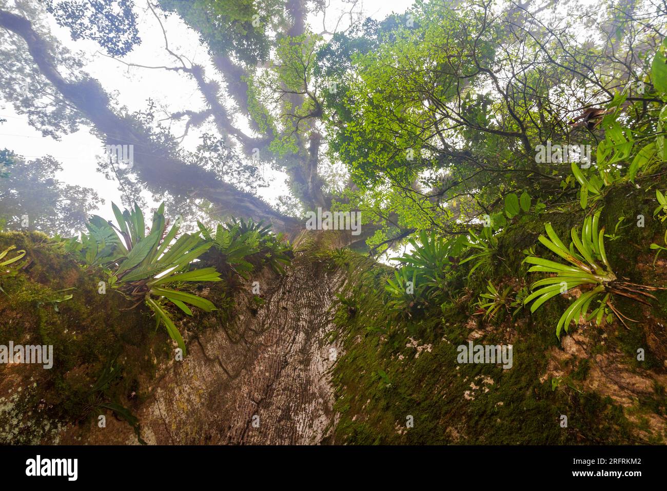 bromeliad Árbol de la Paz Costa RIca Stock Photo