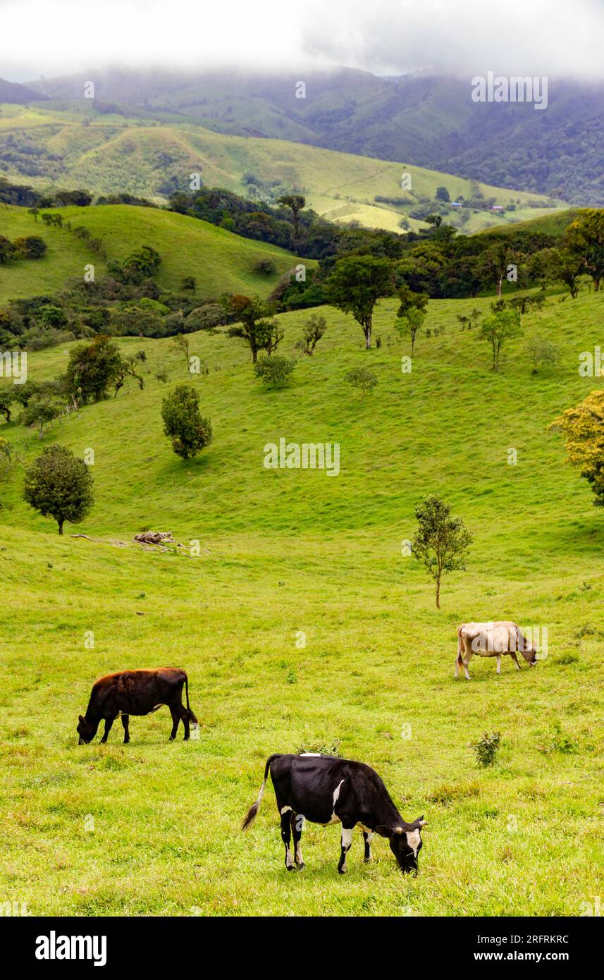 ranchland Costa Rica Stock Photo