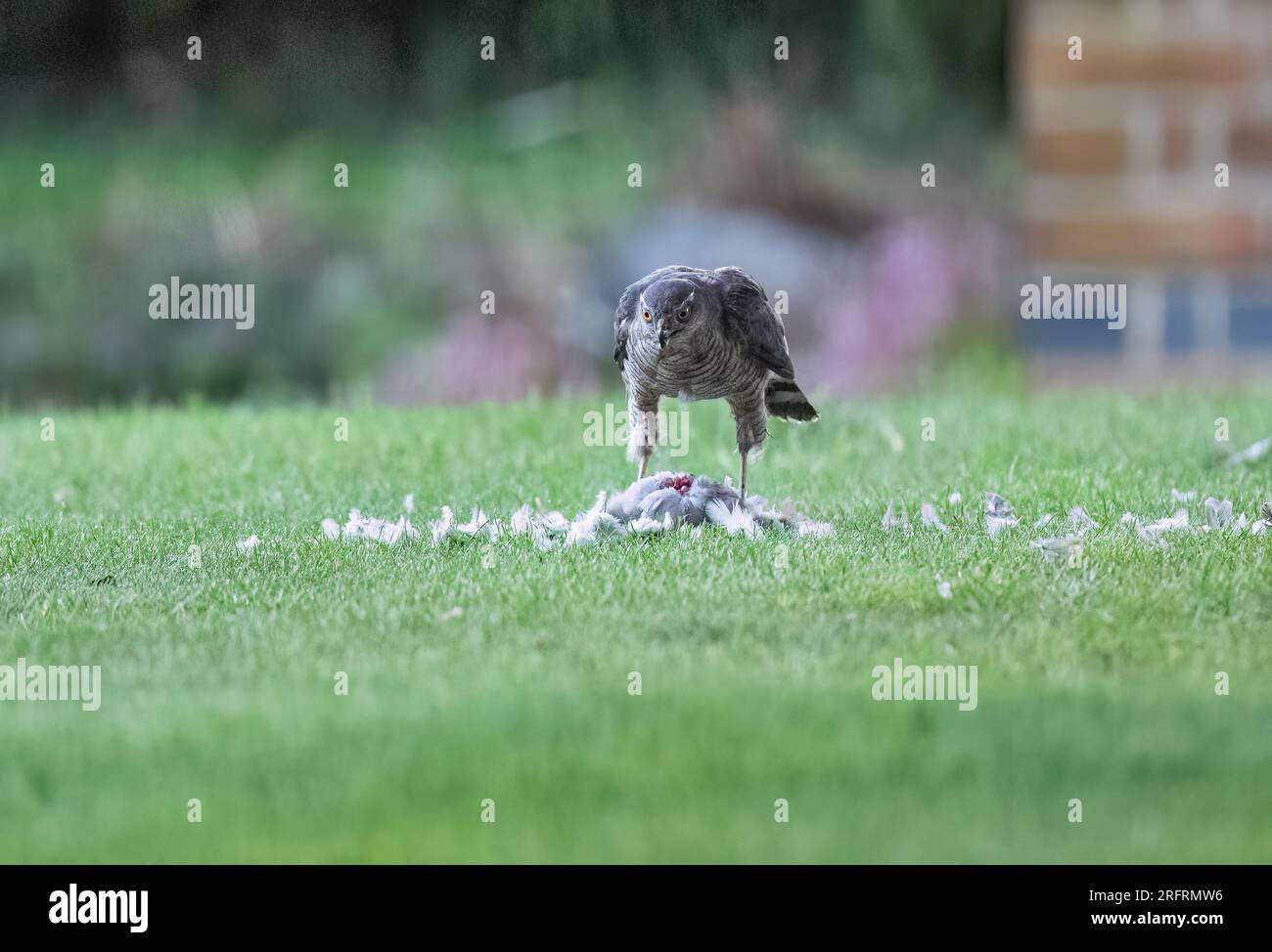 A female Sparrowhawk , eyeing up her catch of a pigeon . Enjoying the meal , beady eyes looking straight at the camera . Suffolk, UK Stock Photo