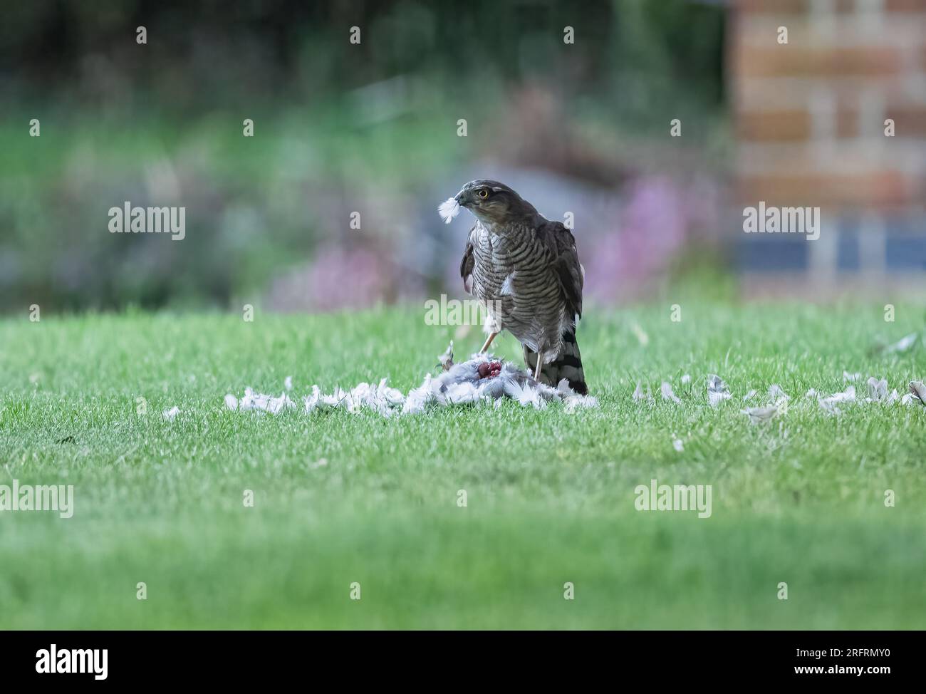 A female Sparrowhawk , with her catch of a pigeon . Enjoying the meal with a feather stuck in her beak. Suffolk, UK Stock Photo