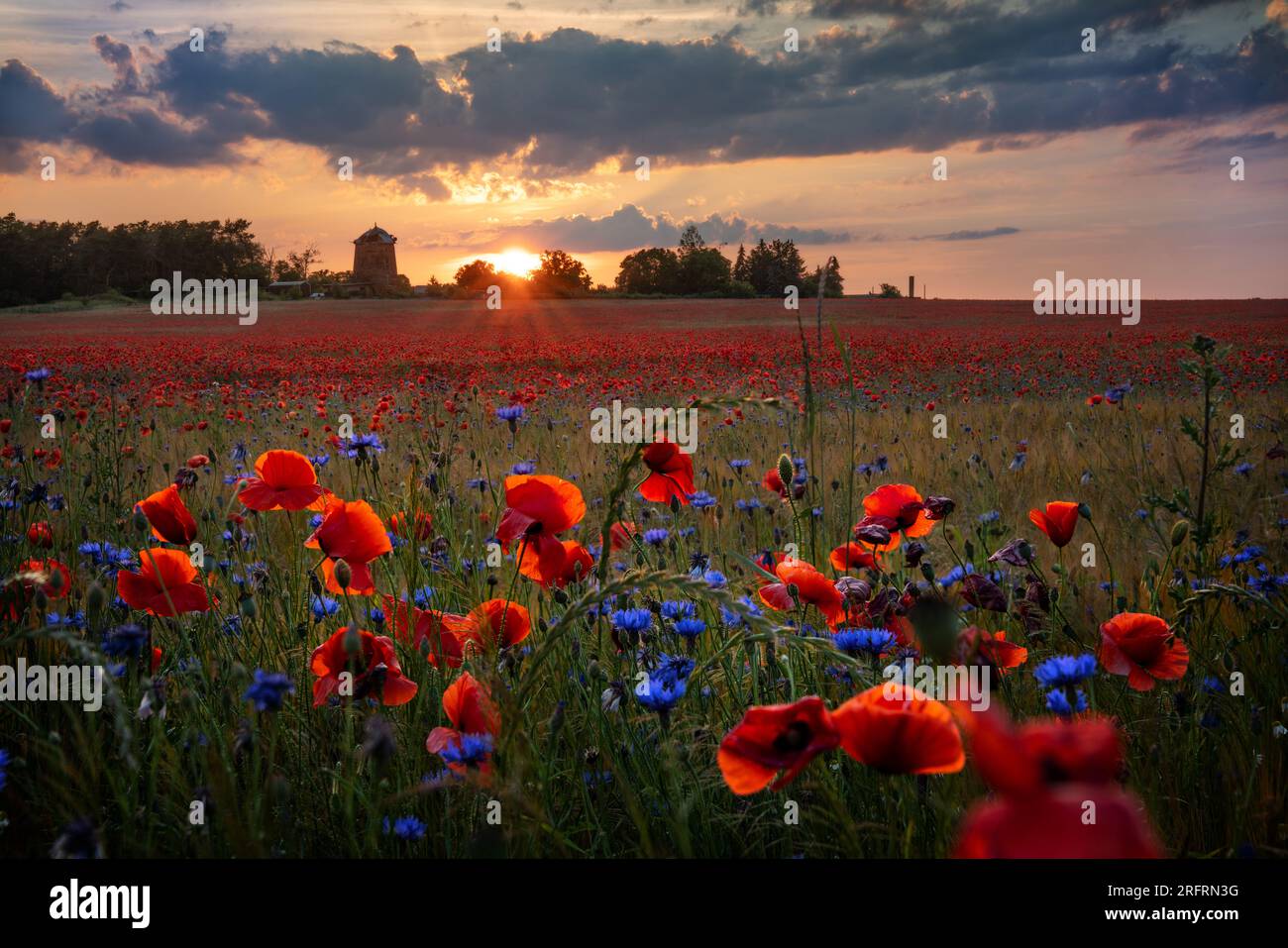 Red poppy field poppies barn hi-res stock photography and images - Alamy
