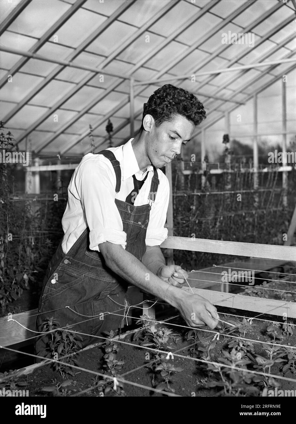 Student in greenhouse, Tuskegee Institute, Tuskegee, Alabama, USA, Arthur Rothstein, U.S. Office of War Information, March 1942 Stock Photo