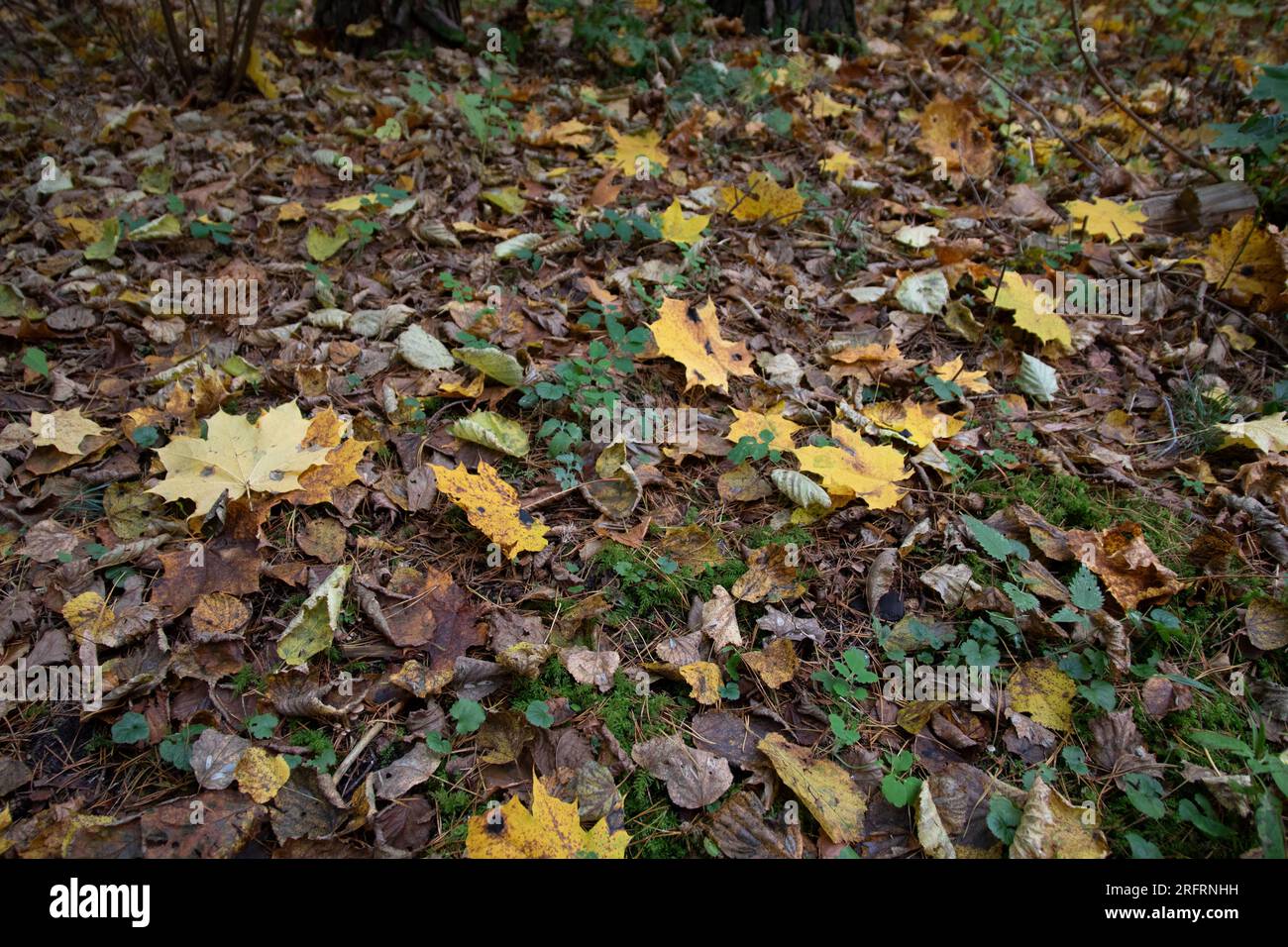 photo of fallen maple leaves in the forest on the ground Stock Photo ...