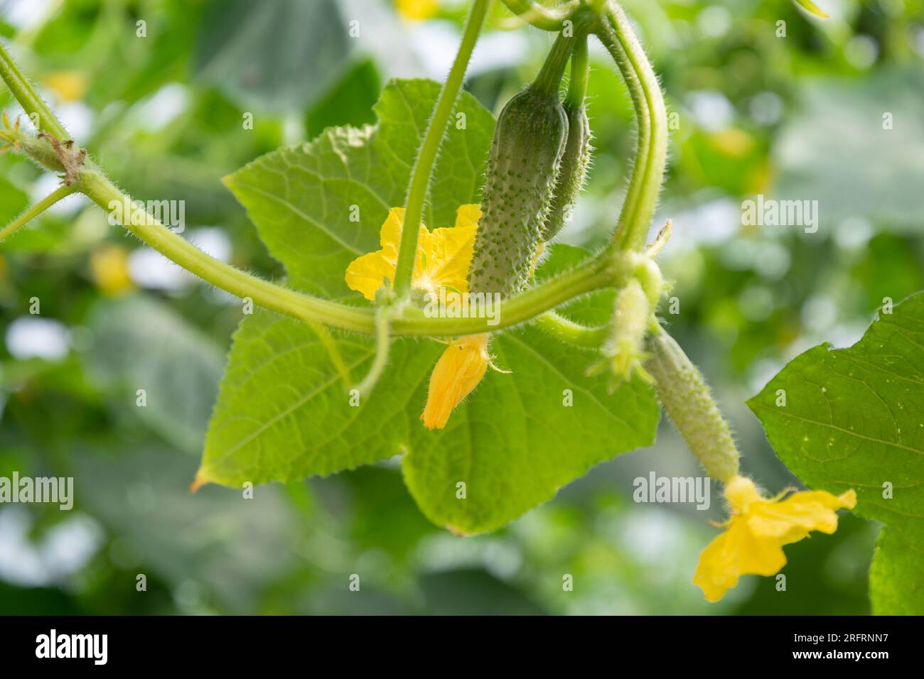 Ripe cucumber growing on the plant and bright new yellow flower Stock Photo