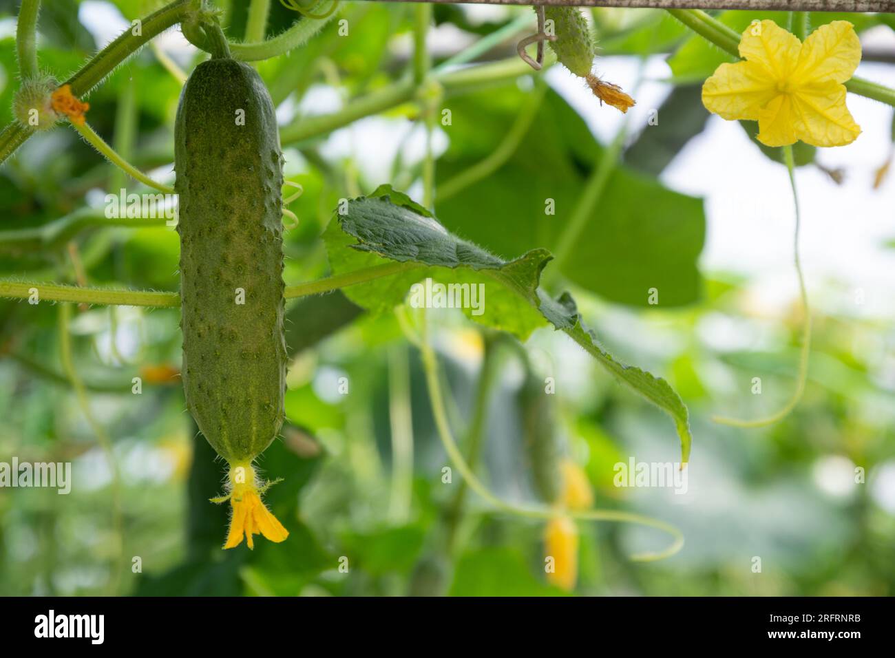 Ripe cucumber growing on the plant and bright new yellow flower Stock Photo