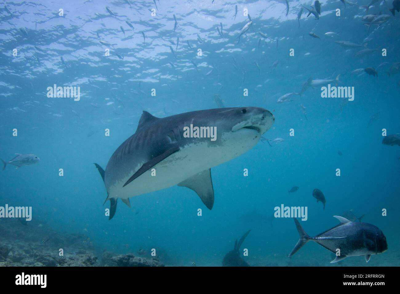 A Tiger Shark - Galeocerdo cuvier swims over the reef in the waters of the southern islands of the Maldives. Taken at Fuvahmulah island Stock Photo