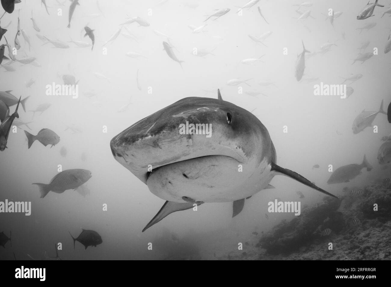 A Tiger Shark - Galeocerdo cuvier swims over the reef in the waters of the southern islands of the Maldives. Taken at Fuvahmulah island Stock Photo