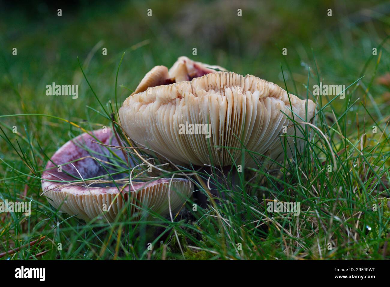 Russula sp  mushroom in the forest. Seta de Russula sp en el bosque Stock Photo