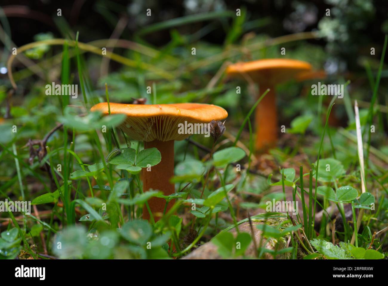 Lactarius mushroom in the forest. Seta de Lactarius en el bosque Stock Photo