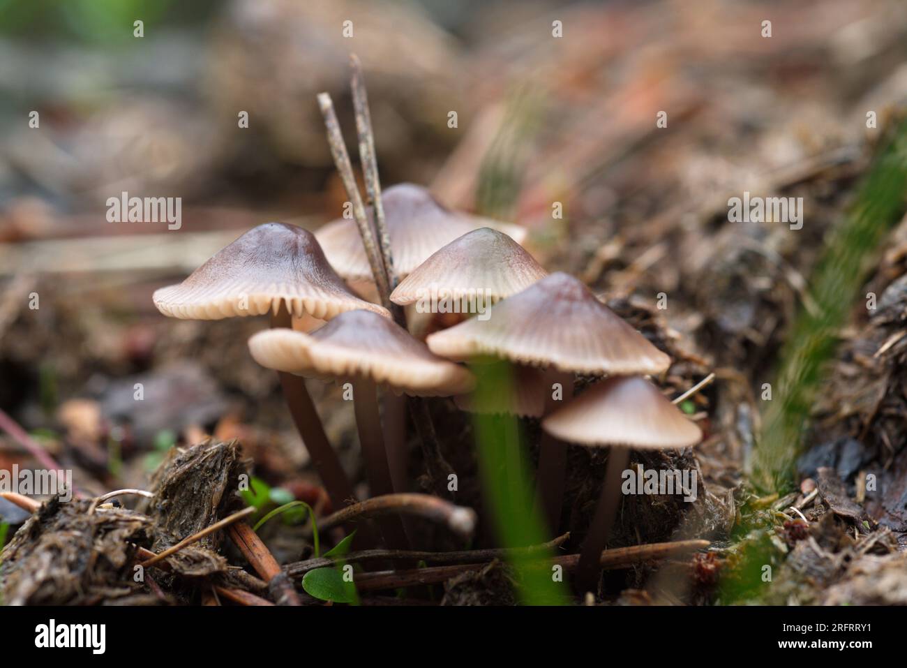 Mycena sp mushroom in the forest. Setas de Mycena sp en el bosque Stock Photo
