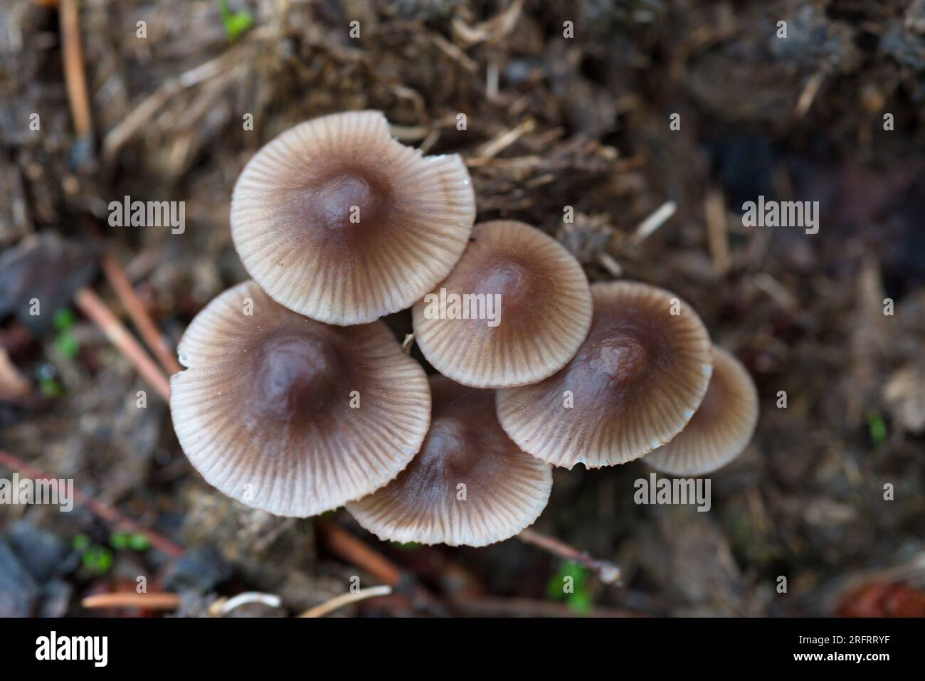 Mycena sp mushroom in the forest. Setas de Mycena sp en el bosque Stock Photo
