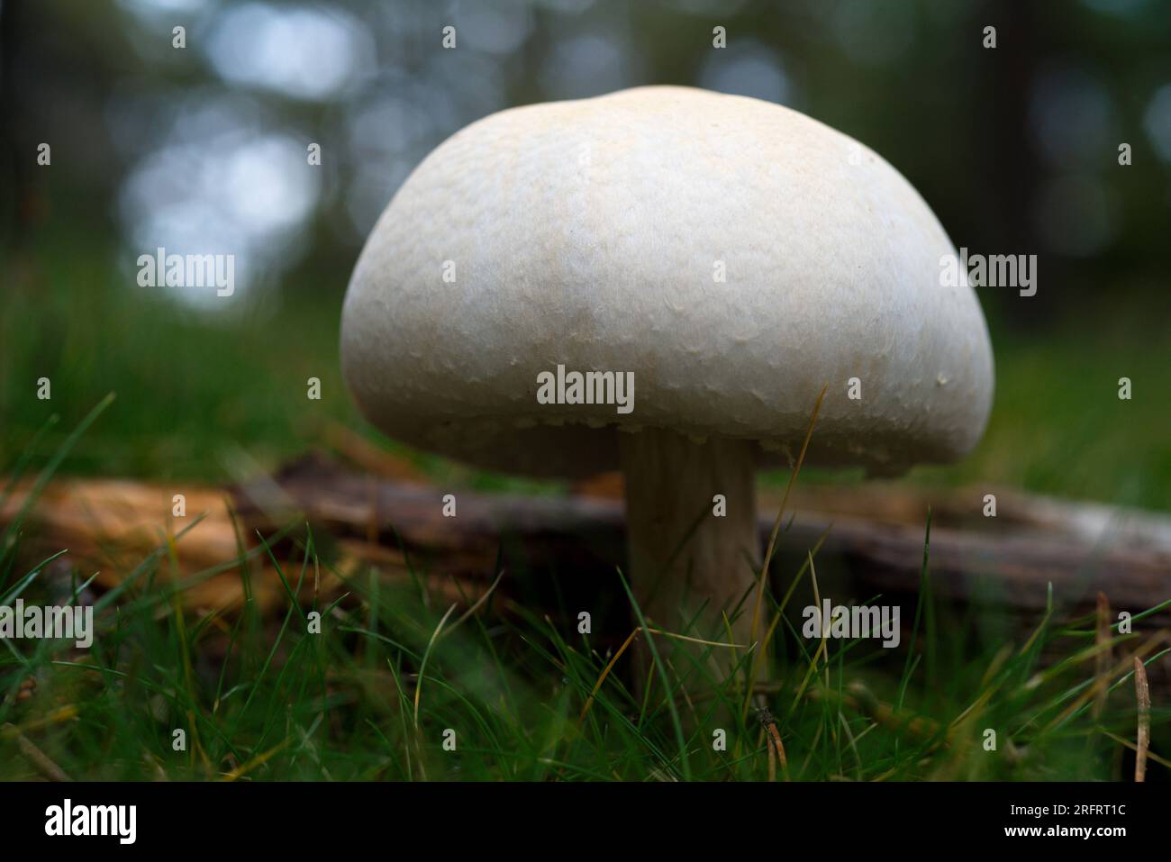 Agaricus mushroom in the forest. Seta de  Agaricus en el bosque Stock Photo
