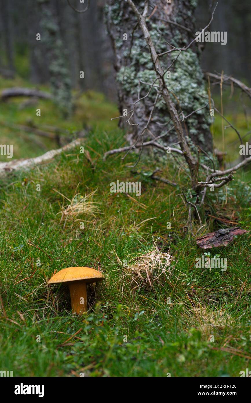 Mushroom in the forest. Seta en el bosque Stock Photo