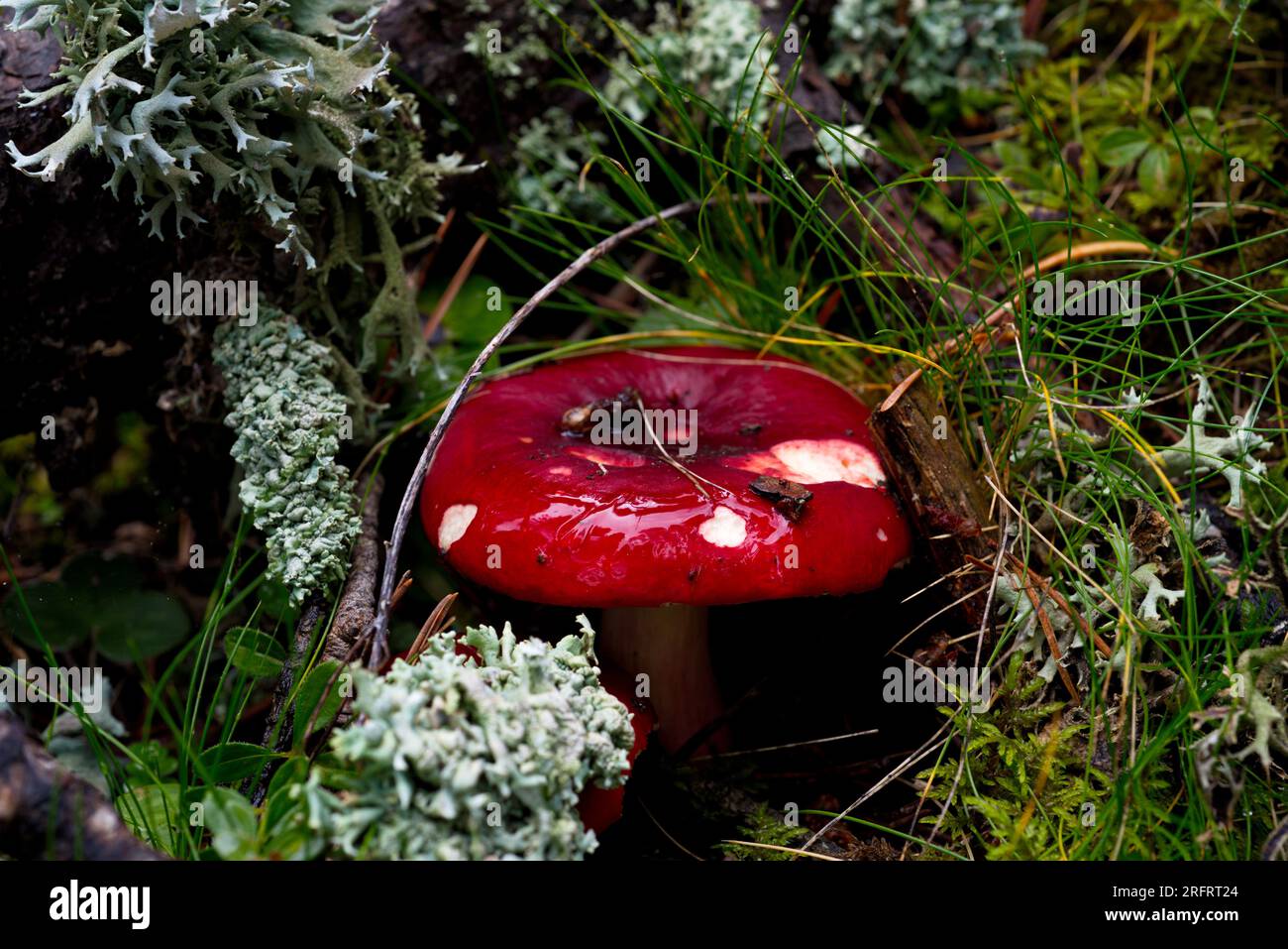 Russula mushroom in the forest. Seta de Russula en el bosque Stock Photo