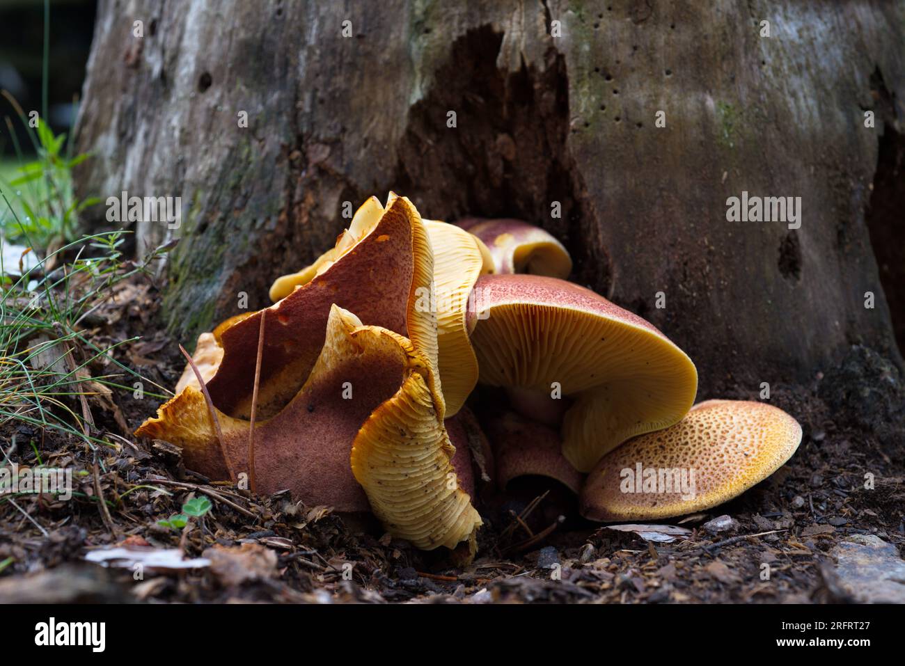 Mushrooms in the forest. Setas en el bosque. Stock Photo