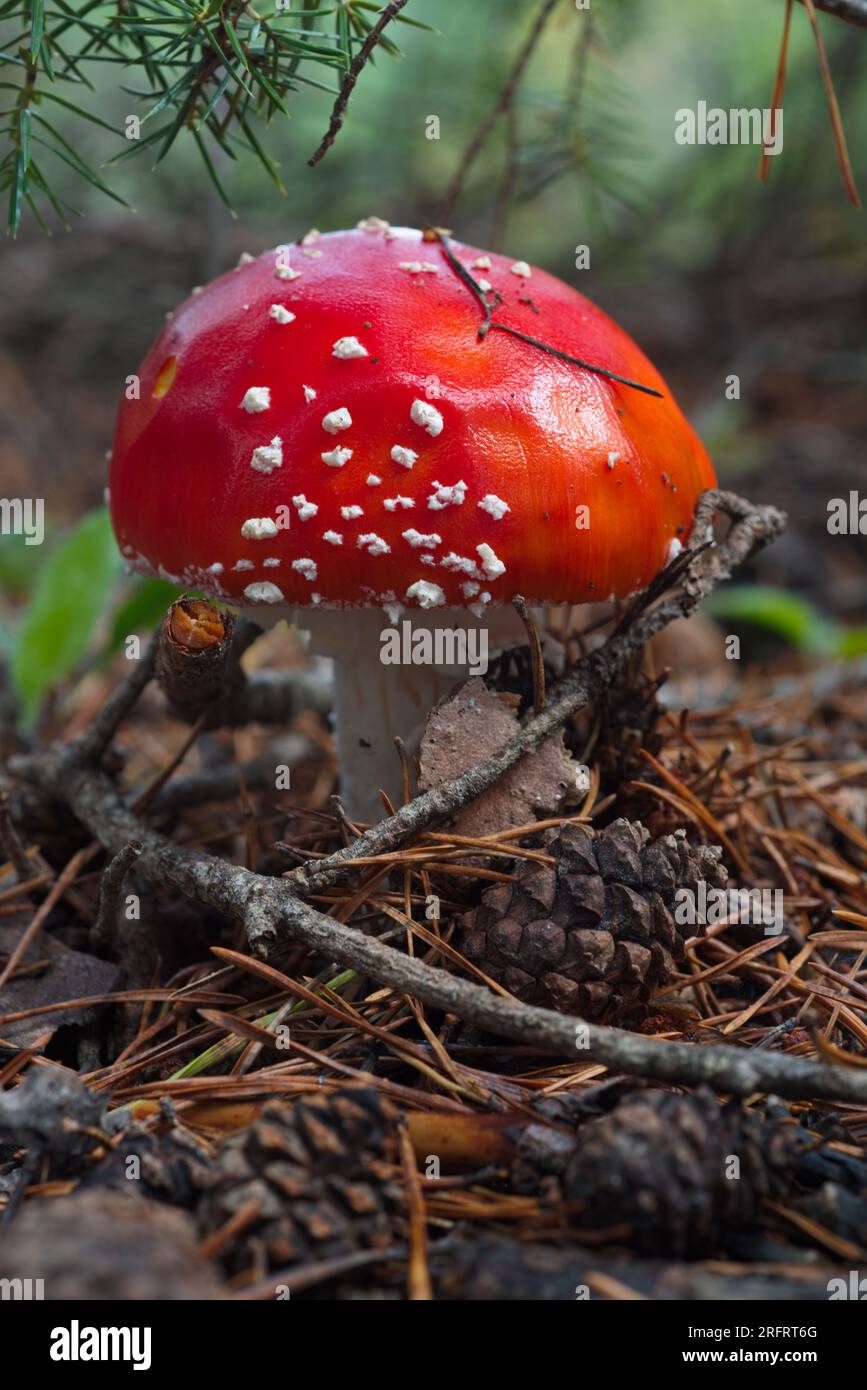 fly agaric in the forest.  Amanita muscaria en el bosque. Stock Photo