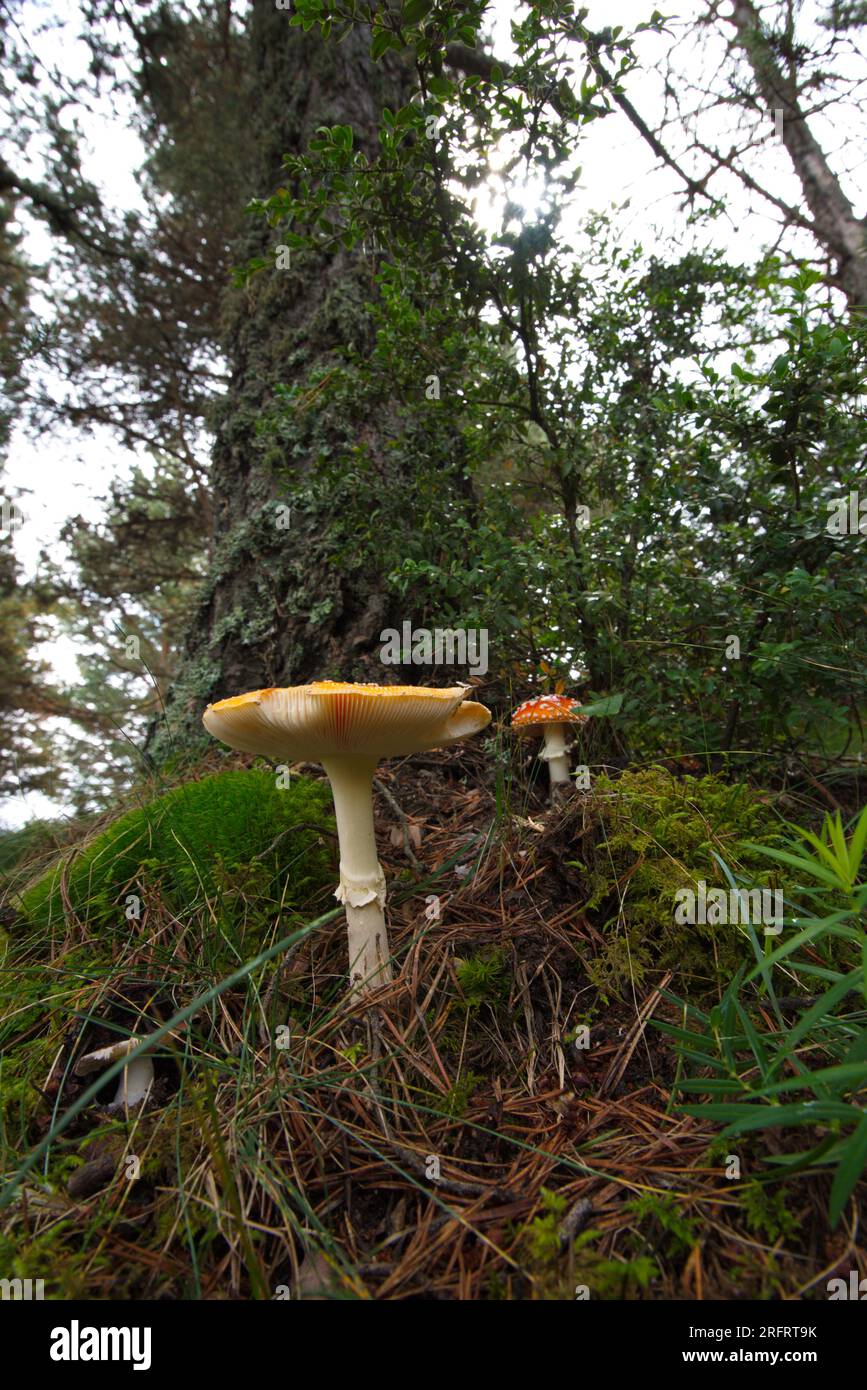 fly agaric in the forest.  Amanita muscaria en el bosque. Stock Photo