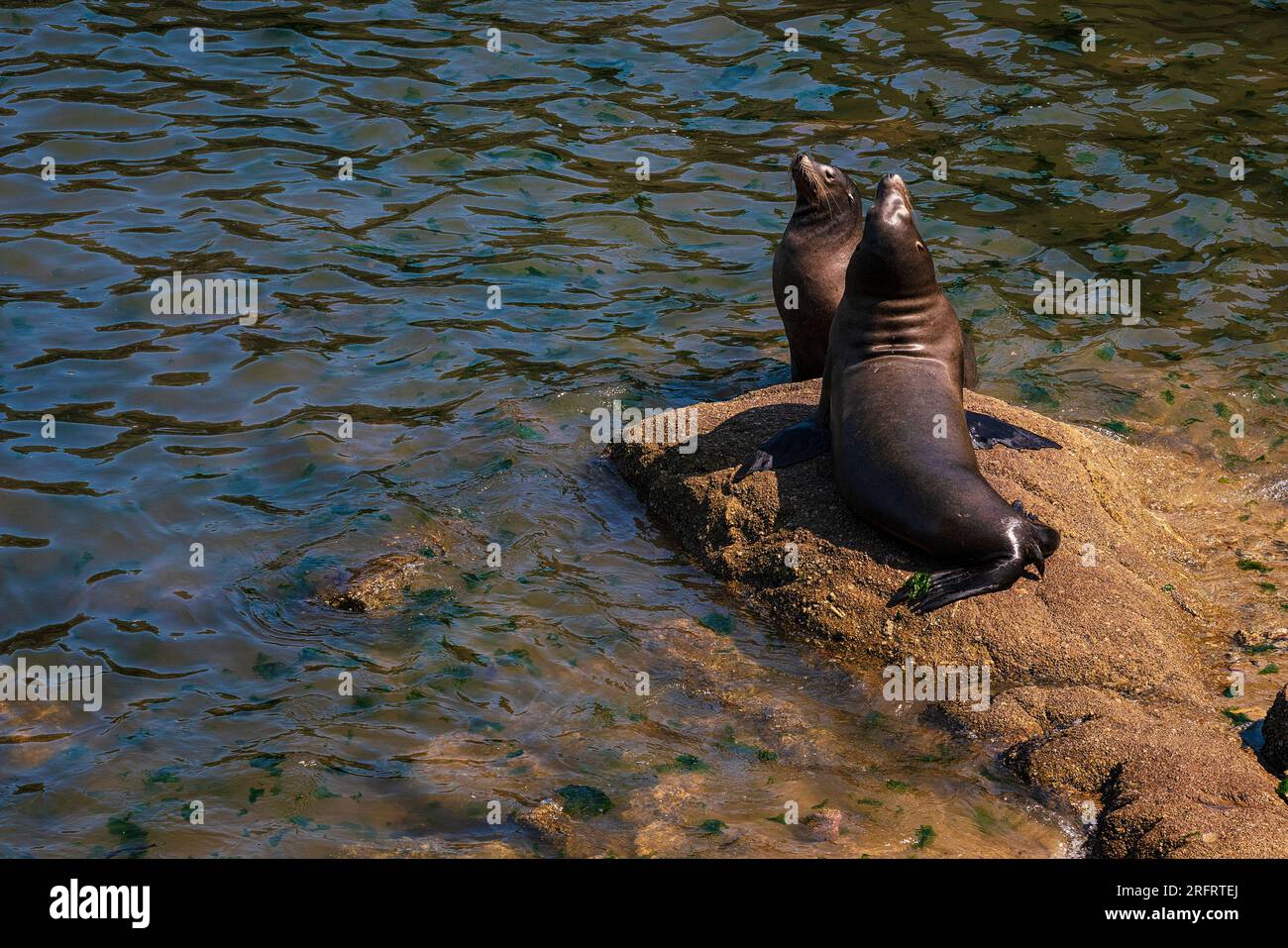 California sea lions (Zalophus californianus) at Fisherman’s Wharf in Monterey, California Stock Photo