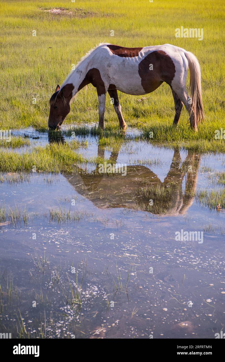 Iconic pony in Chincoteague National Wildlife Refuge Stock Photo