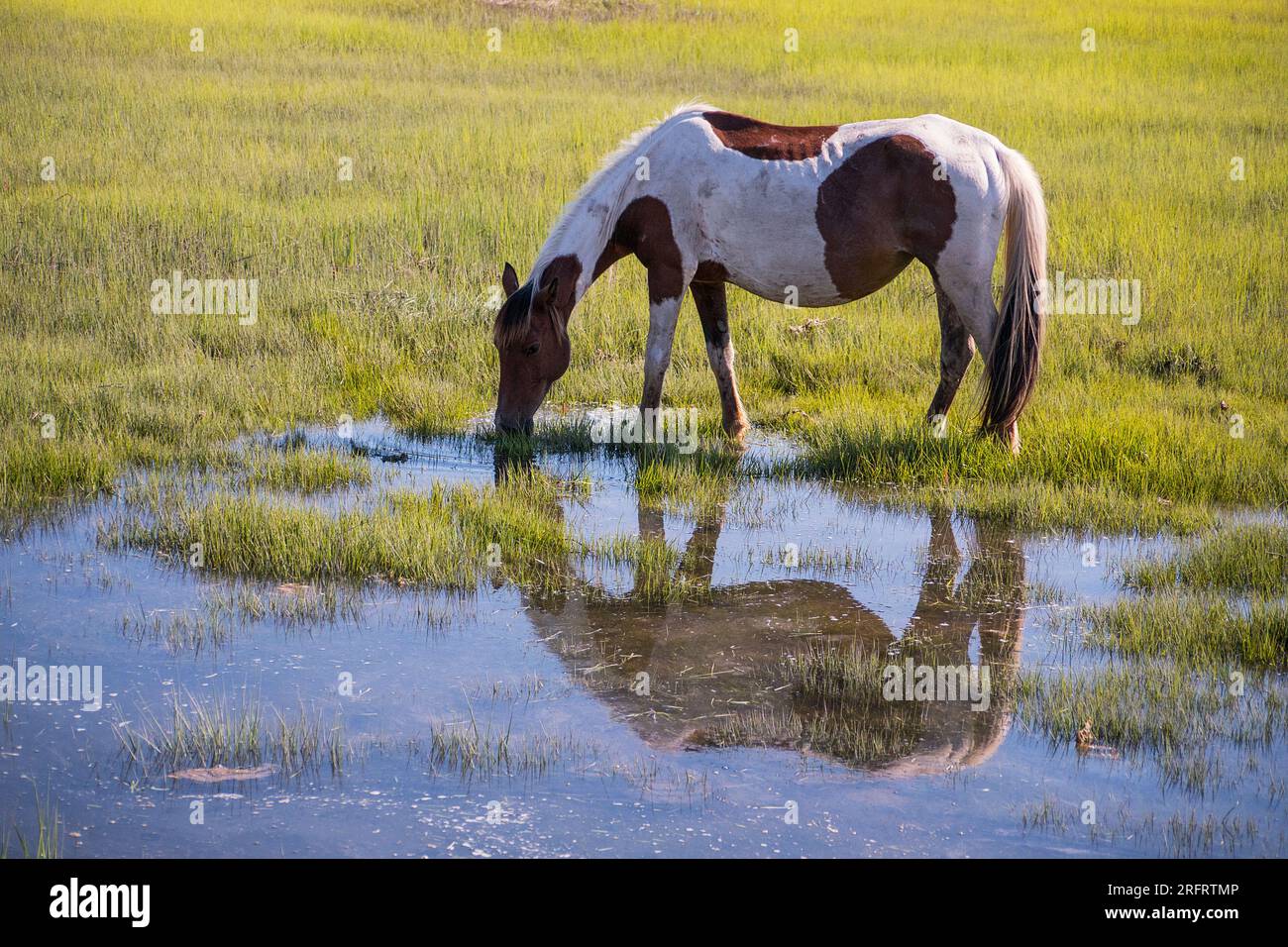 Iconic pony in Chincoteague National Wildlife Refuge Stock Photo