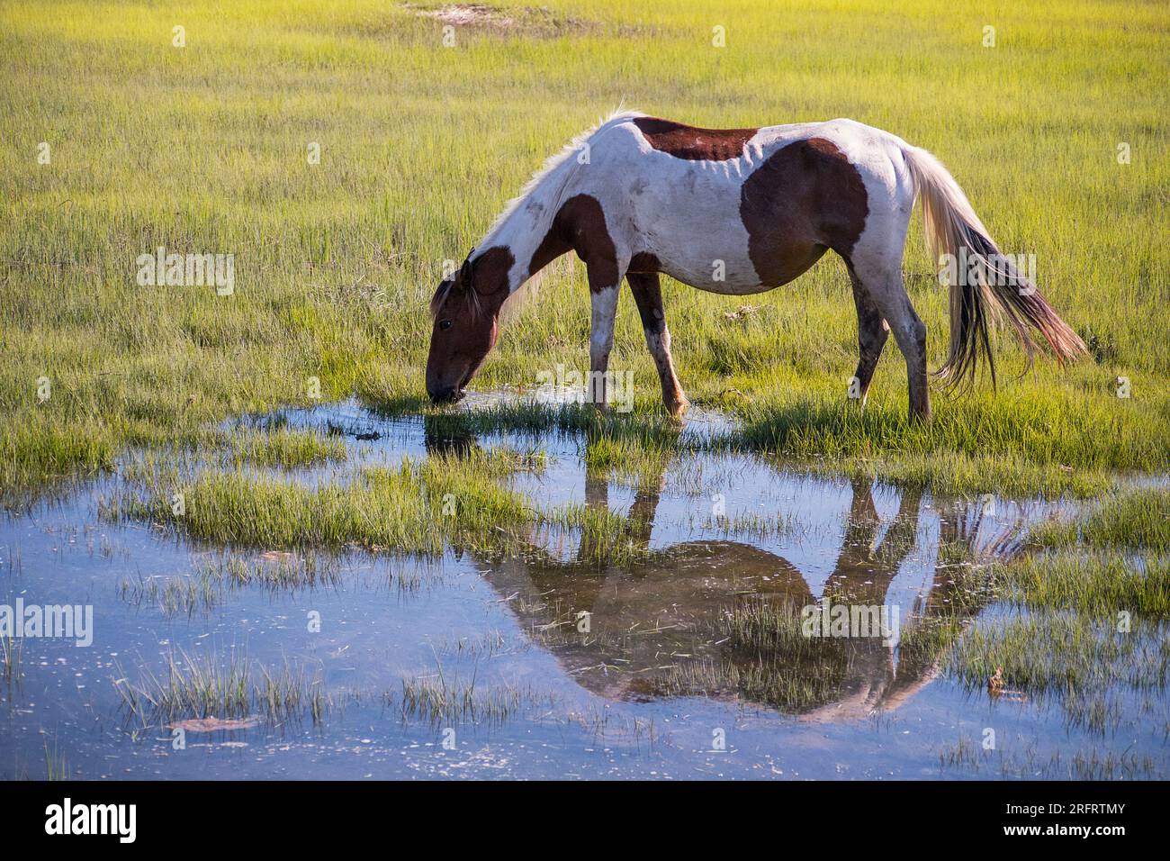Iconic pony in Chincoteague National Wildlife Refuge Stock Photo