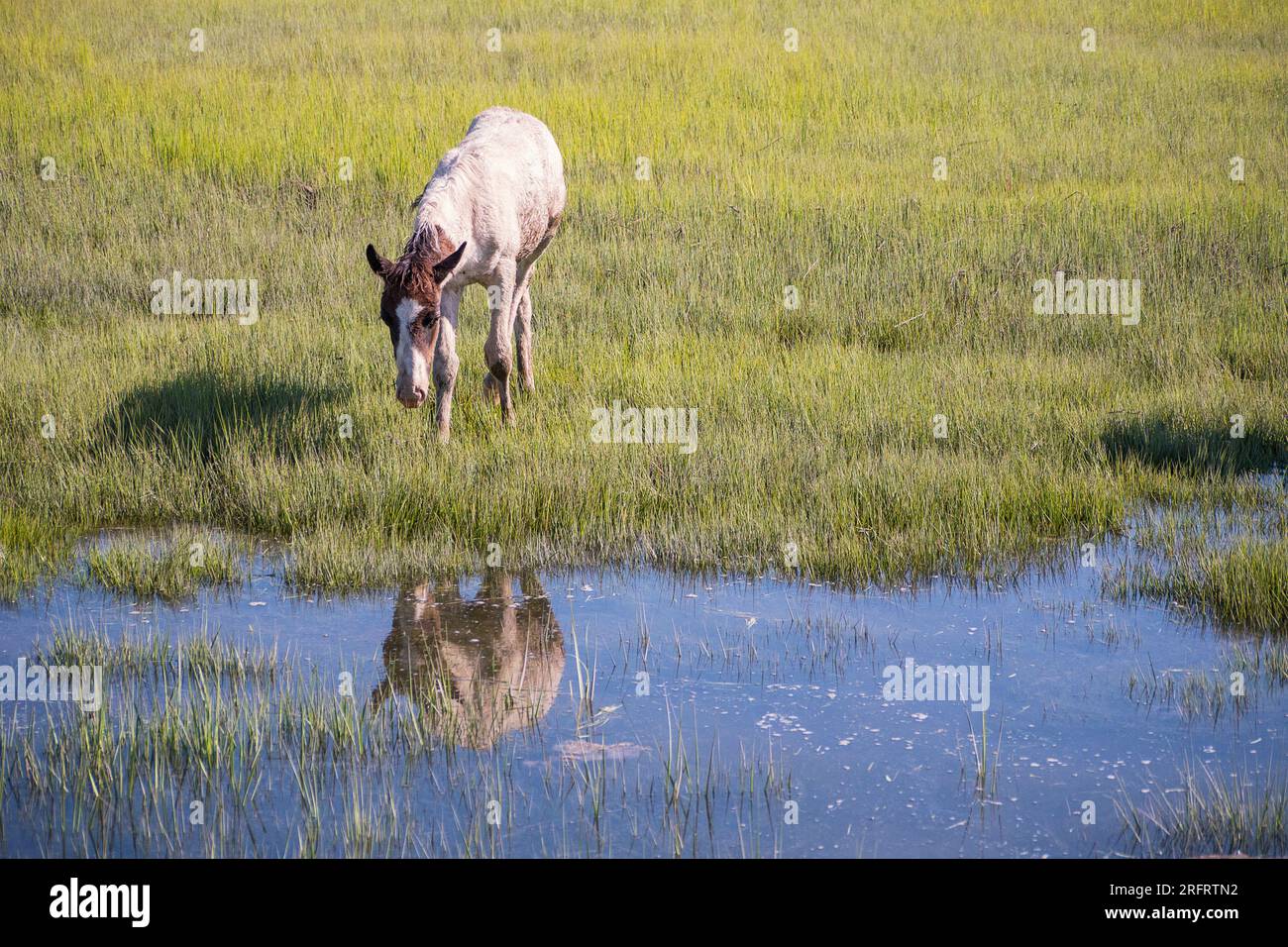 Iconic pony in Chincoteague National Wildlife Refuge Stock Photo